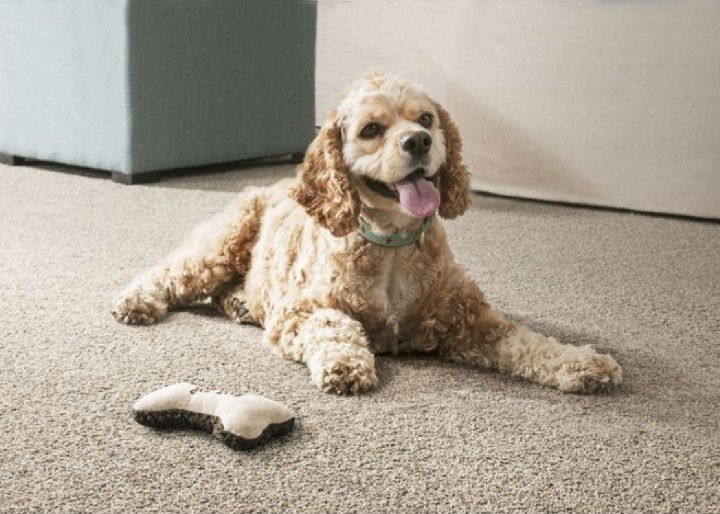 image of dog on carpet